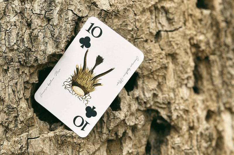Como se juega Continental, el famoso juego de cartas... - BEHAR